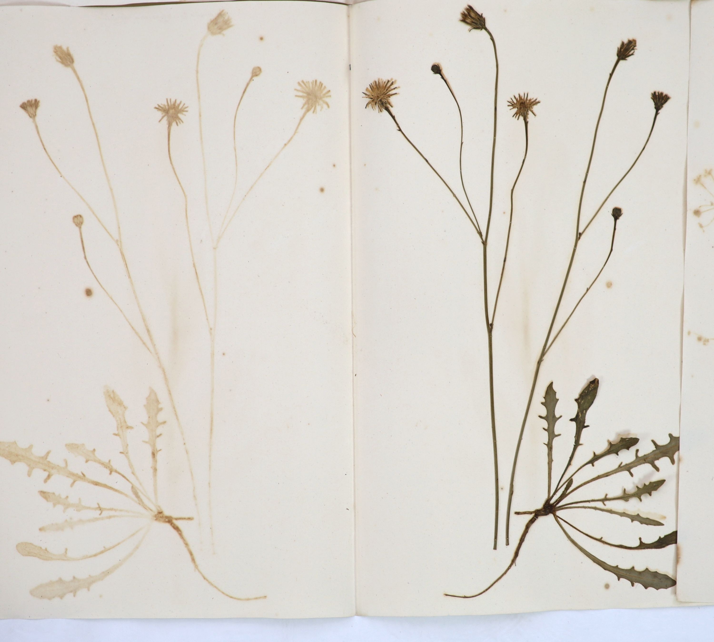 A folio of early 19th century dried botanical specimens on paper, Largest 47 cm X 28 cm (89 specimens)